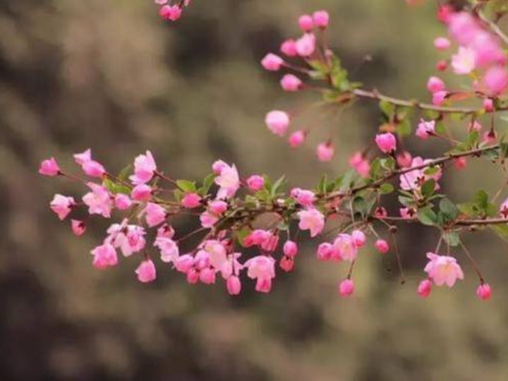 待海棠花開(kāi)時(shí)，再回到二十年前可好